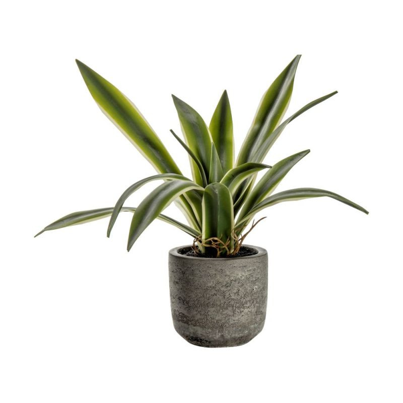 Endon Potted Agave w/Roots 230x230x180mm - ED-505941339874...