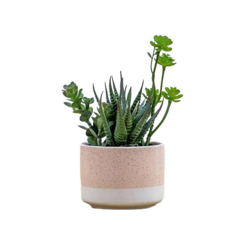 Endon Potted Agave Mix in Ceramic Pot H160mm - ED-5059413694448